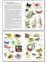 Насекомые, пауки, многоножки - 3