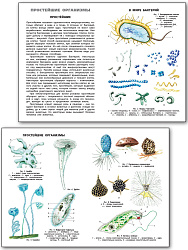 Бактерии, вирусы, простейшие - 3