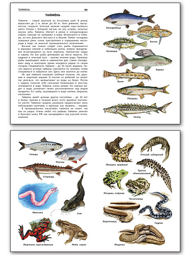 Рыбы, амфибии, рептилии - 9