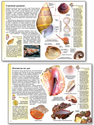 Ракушки и окаменелости - 3
